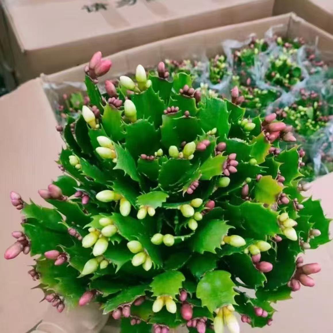 【带花苞】蟹爪兰多色盆