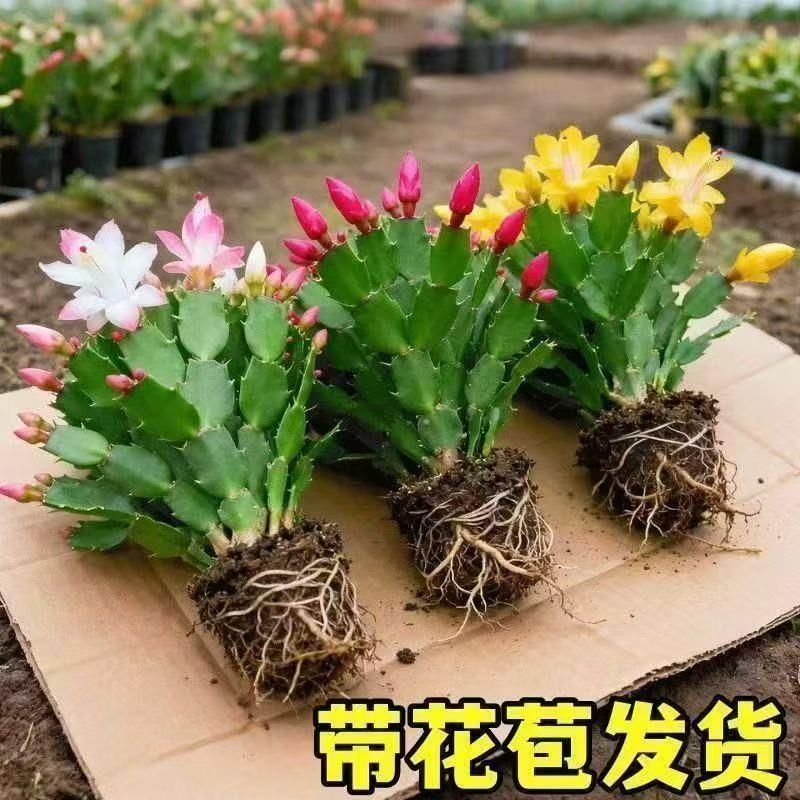 新品多色蟹爪兰花苗盆栽