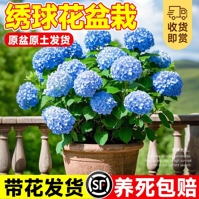 绣球花盆栽带花苞花苗无
