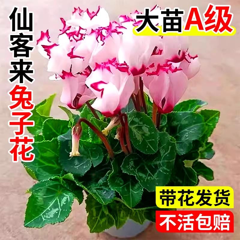仙客来兔子花盆栽绿植带