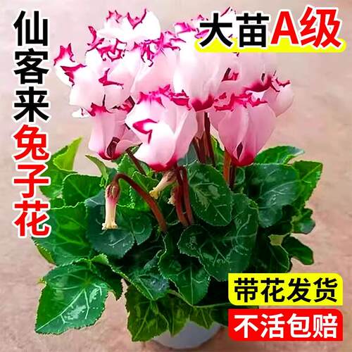 仙客来兔子花盆栽绿植带