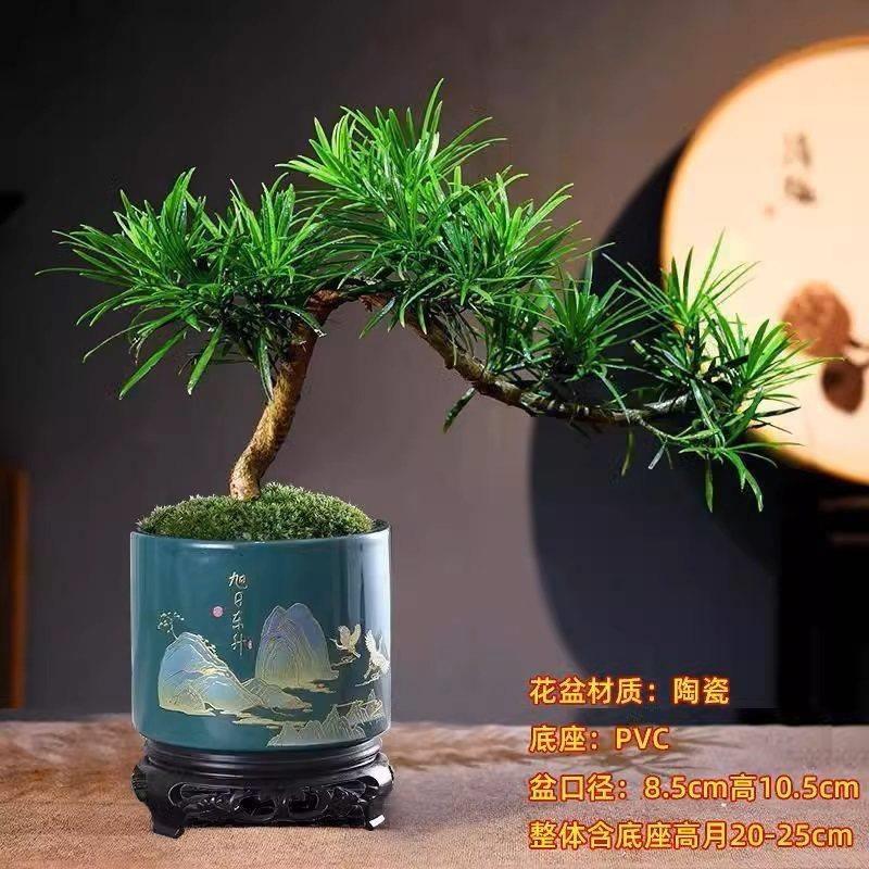 罗汉松小盆栽老桩盆景室