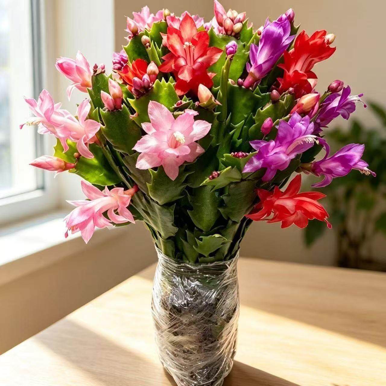 蟹爪兰盆栽带花苞多色花