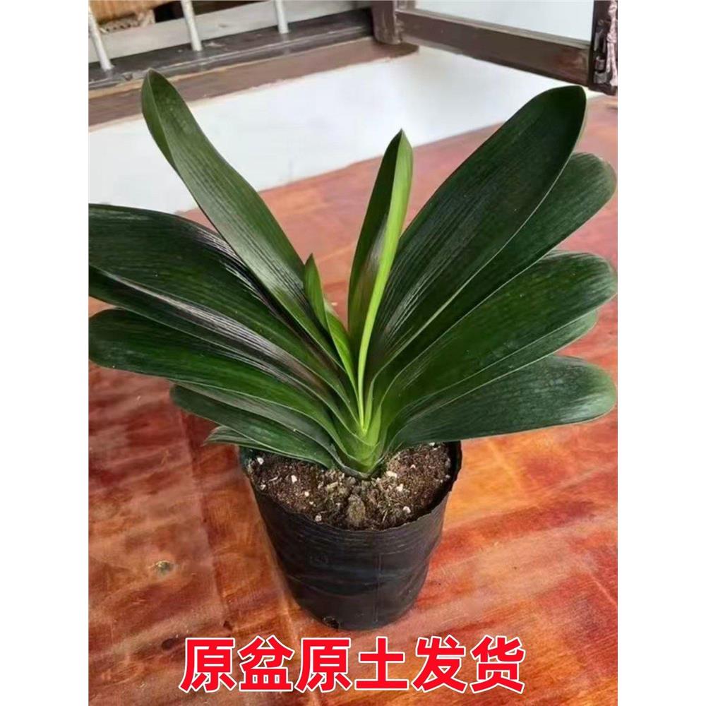 四季君子兰盆栽带花苞客