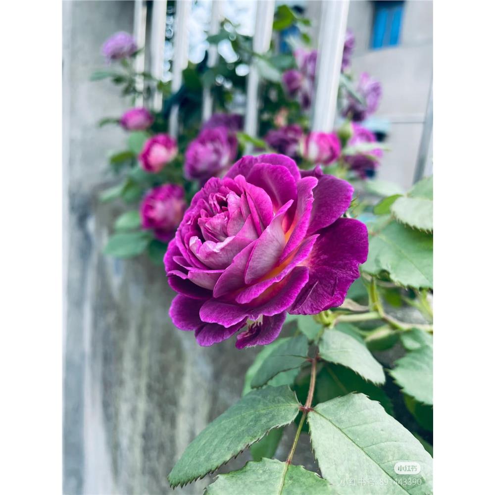 扦插小苗合唱团月季花苗图片