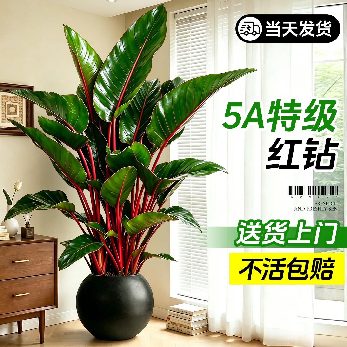 红钻大叶金钻盆栽净化空