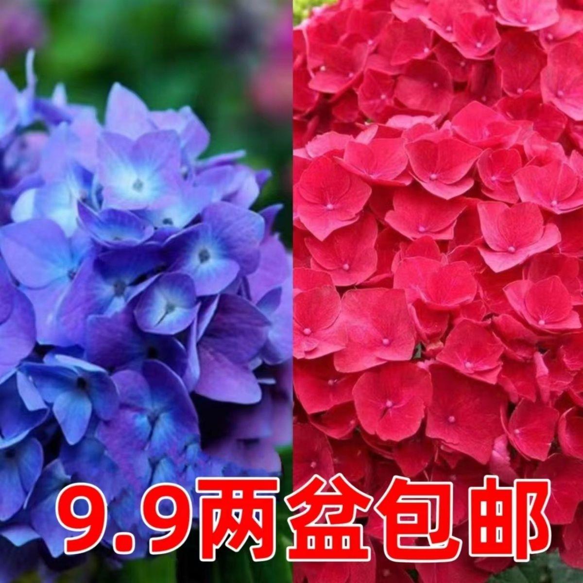 绣球花苗盆栽大无尽夏四