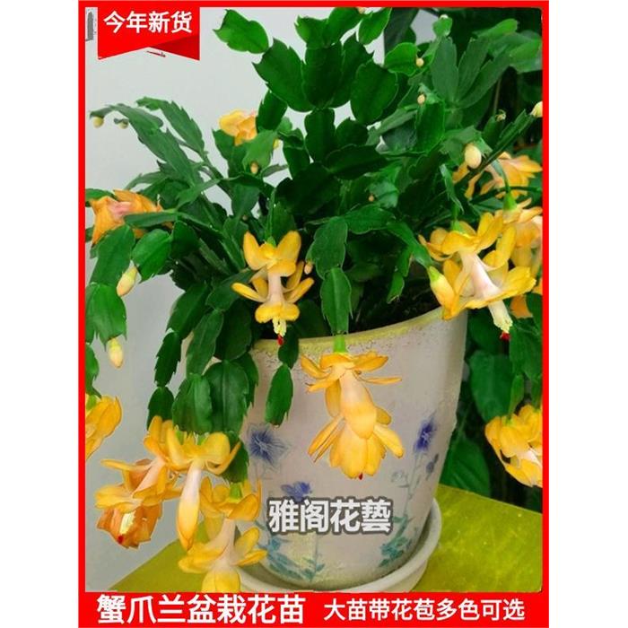 蟹爪兰盆栽带花苞大花苗