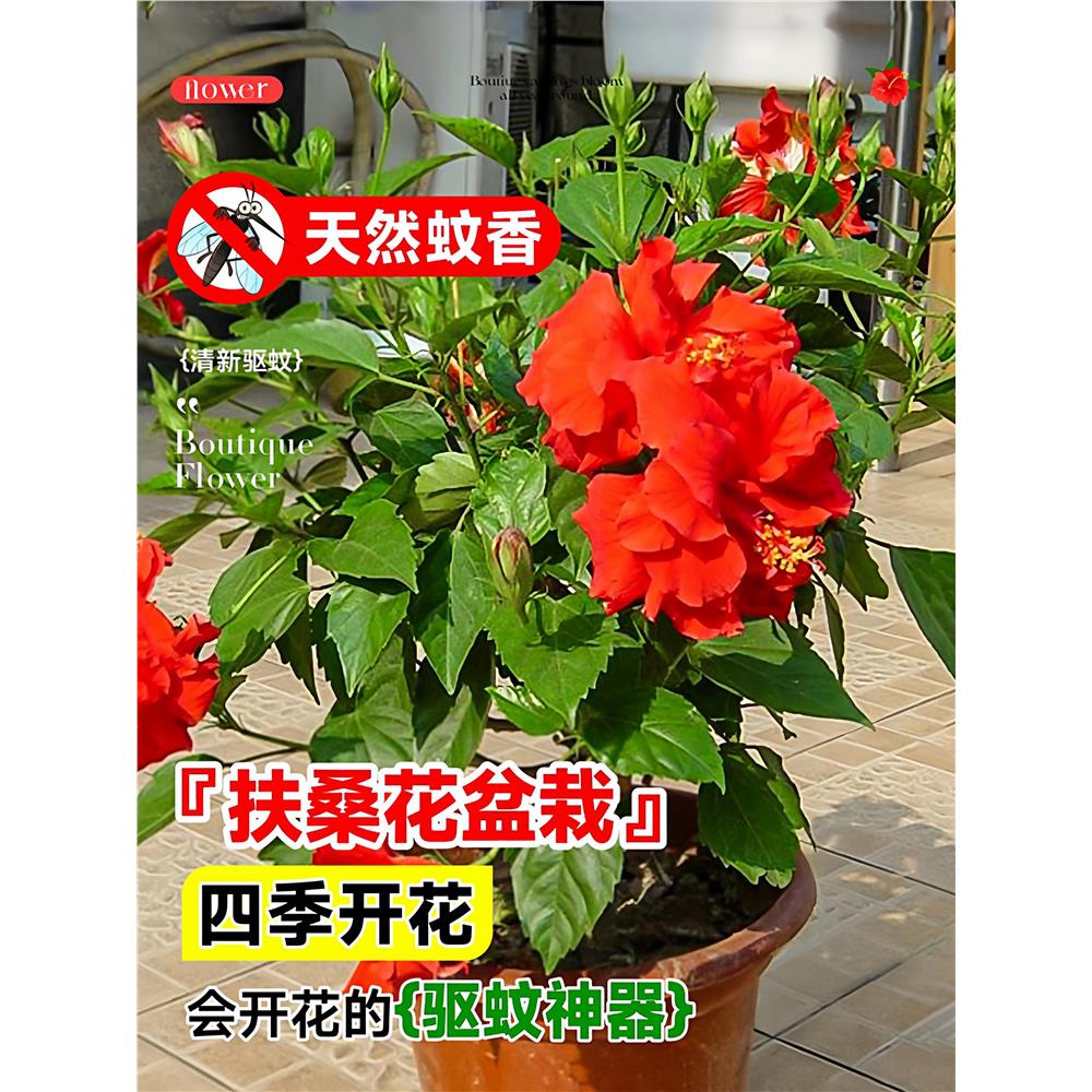 扶桑花盆栽重瓣多色四季
