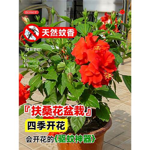 扶桑花盆栽重瓣多色四季