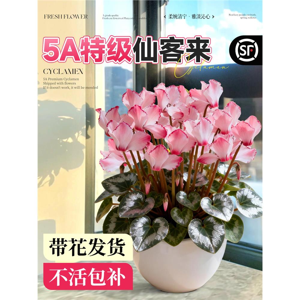 仙客来盆栽带花特大号花