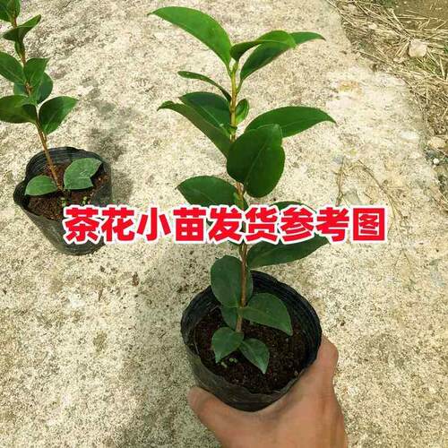 2年生茶花树苗阳台庭院盆