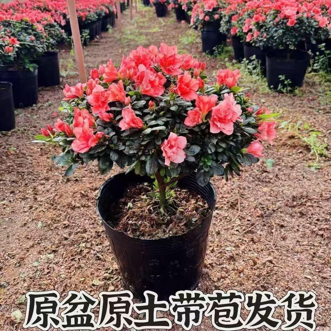 映山红杜鹃花四季好养活图片
