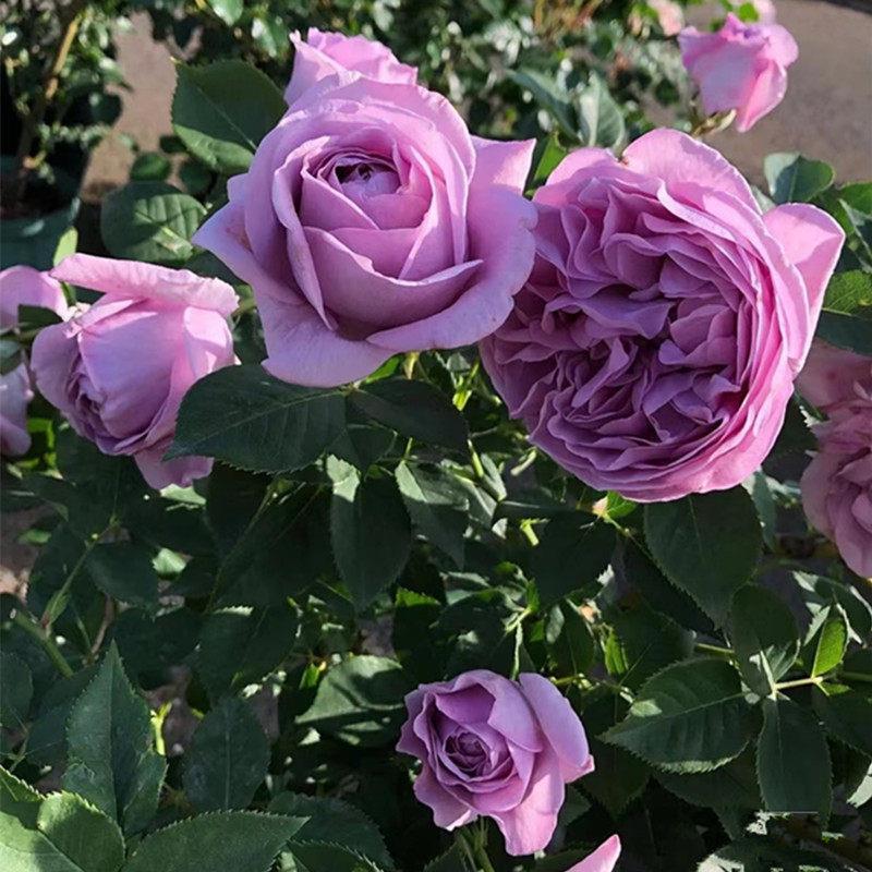 蓝色风暴花苗带花苞四季