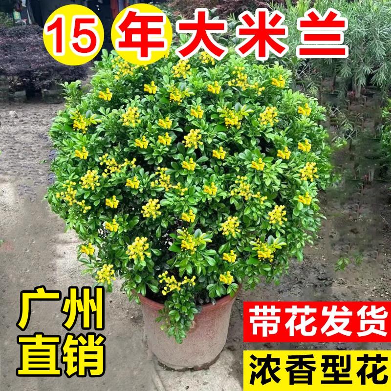 香水米兰花苗盆栽带花苞图片