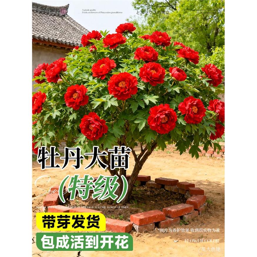 正宗洛阳牡丹花苗盆栽特