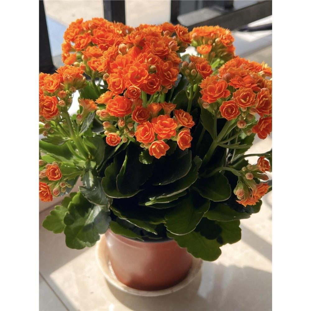 进口金狐狸长寿花重瓣大