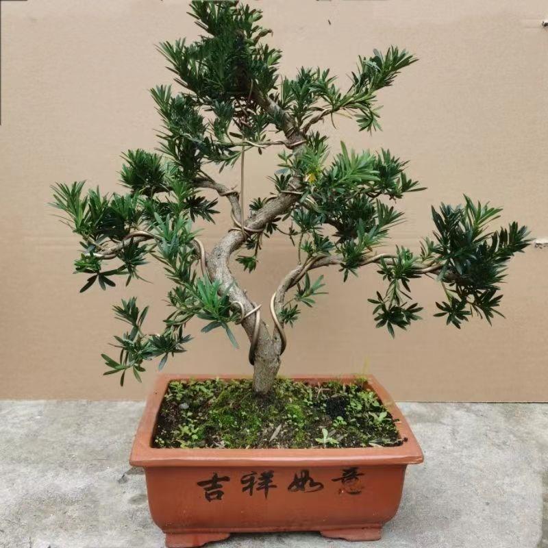 实物罗汉松盆景小叶雀舌