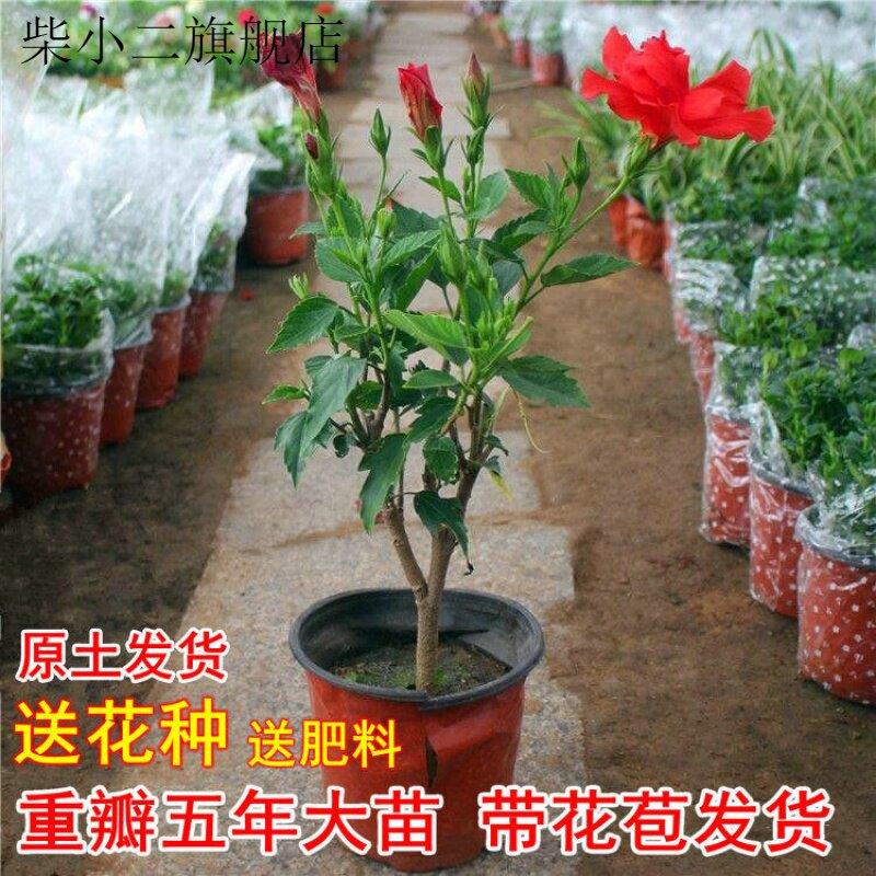 大花重瓣扶桑花苗发货木