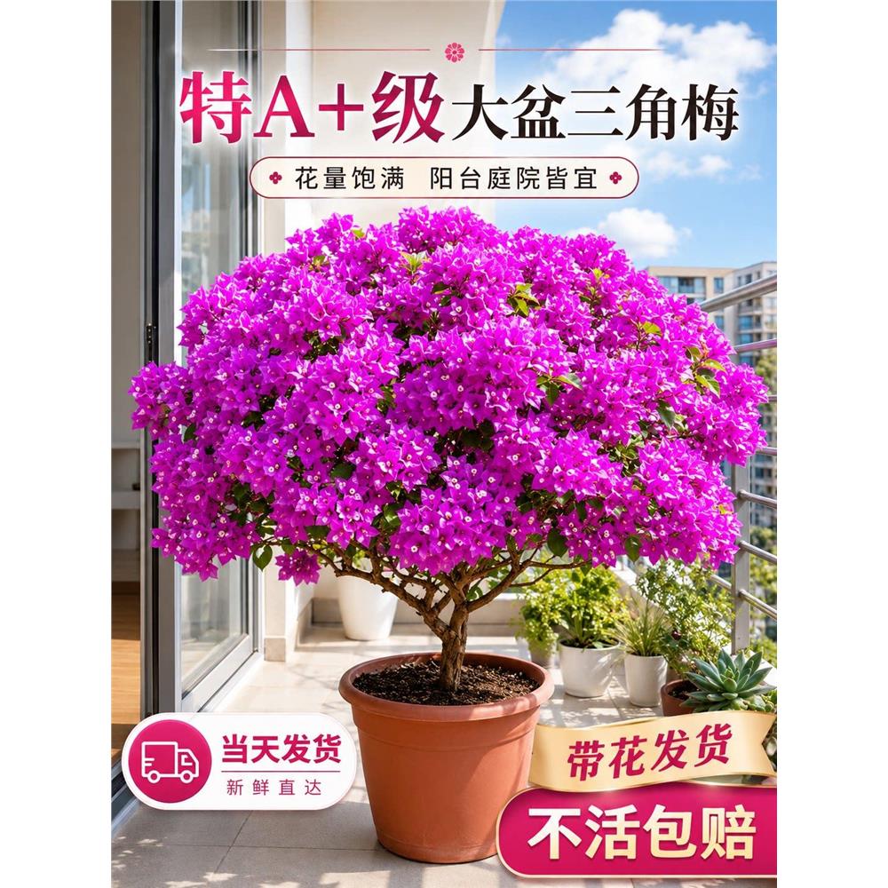 三角梅盆栽云南紫绿樱重图片
