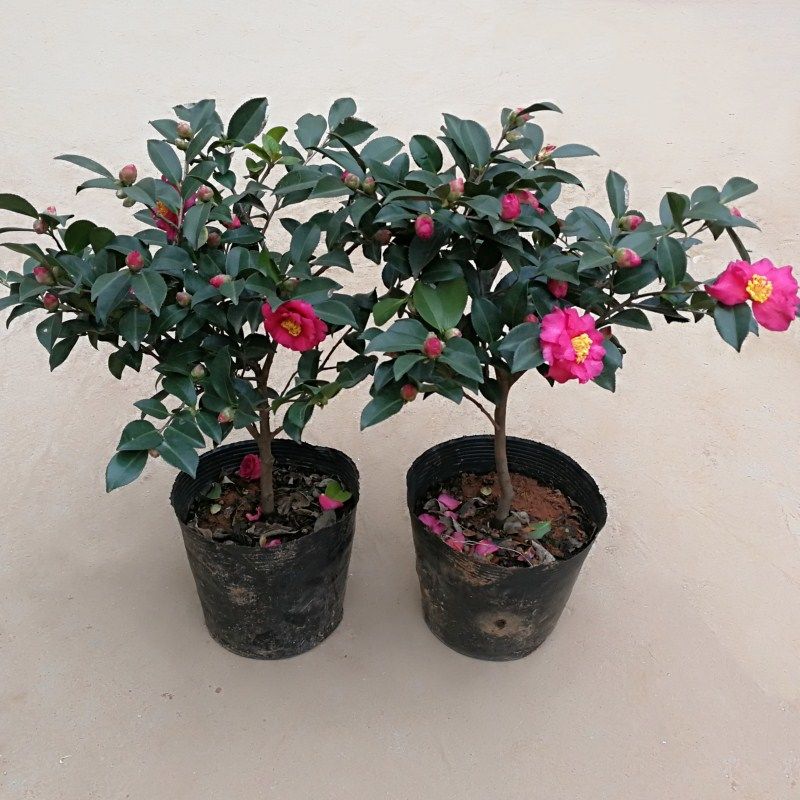 茶梅花苗大杯苗粉红茶梅四季常青盆栽耐寒茶花树苗庭院花园绿化带