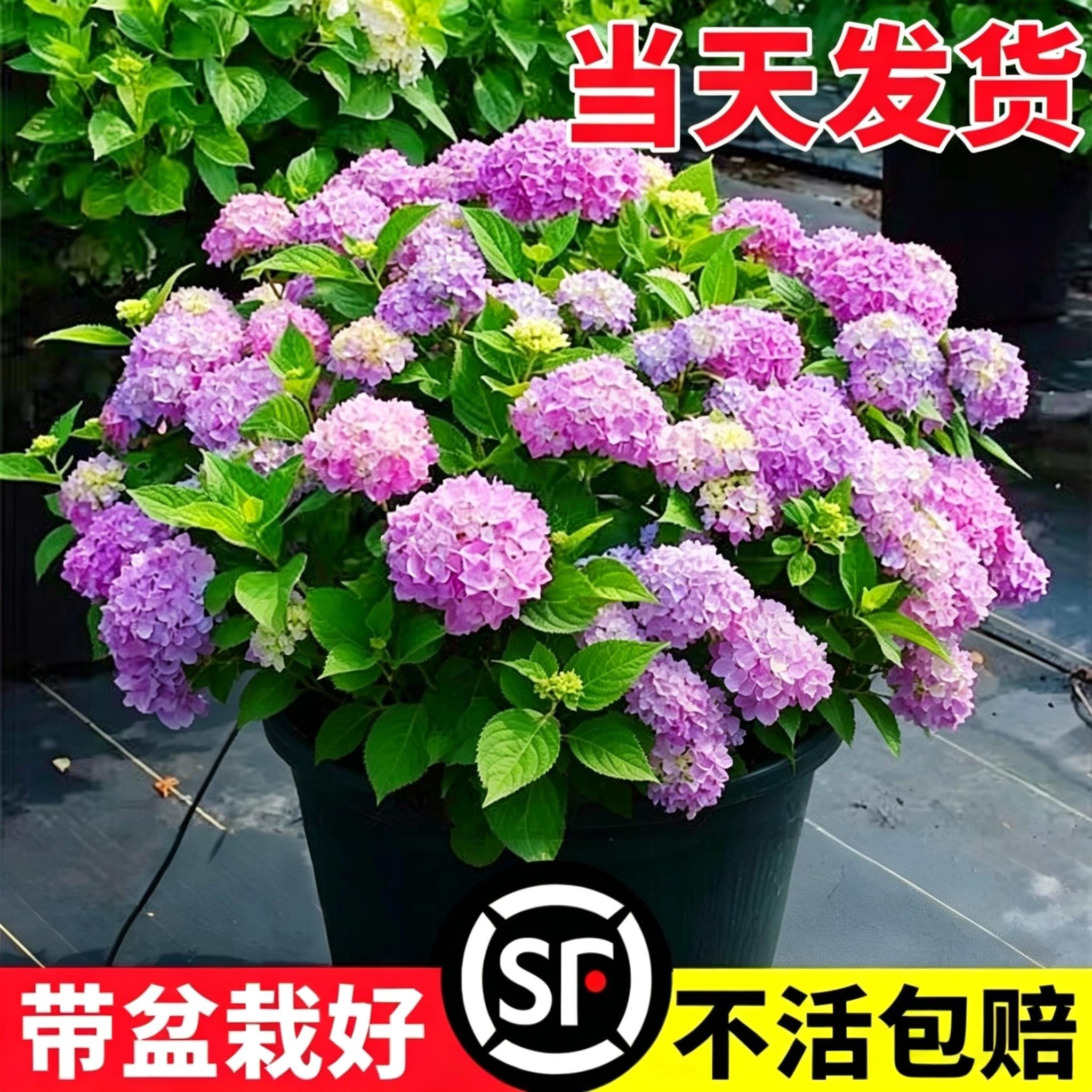 绣球花苗四季盆栽无尽夏