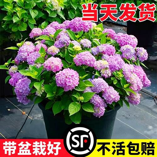 绣球花苗四季盆栽无尽夏