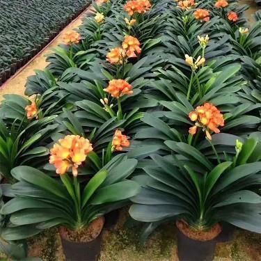 水培君子兰盆栽植物室内