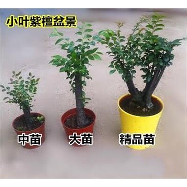 小叶紫檀盆景树桩苗实