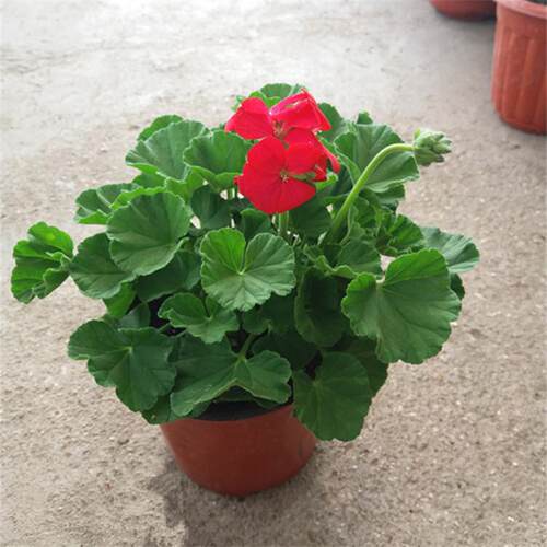 天竺葵盆栽花苗花期带花