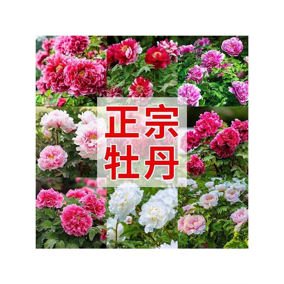 牡丹花盆栽大苗洛阳正宗