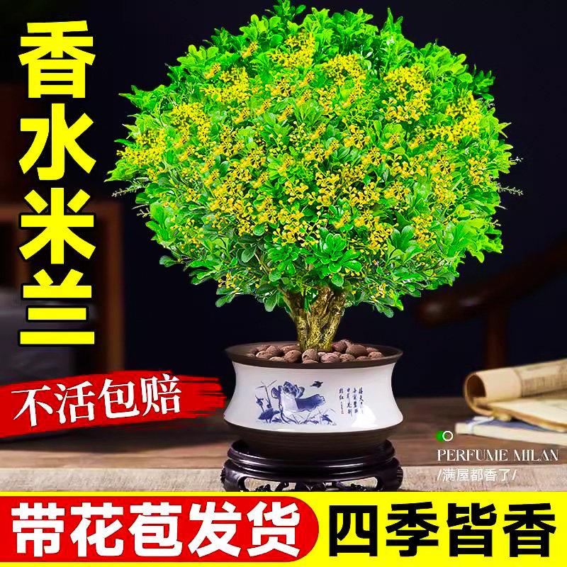 香水米兰花盆栽带花苞浓图片