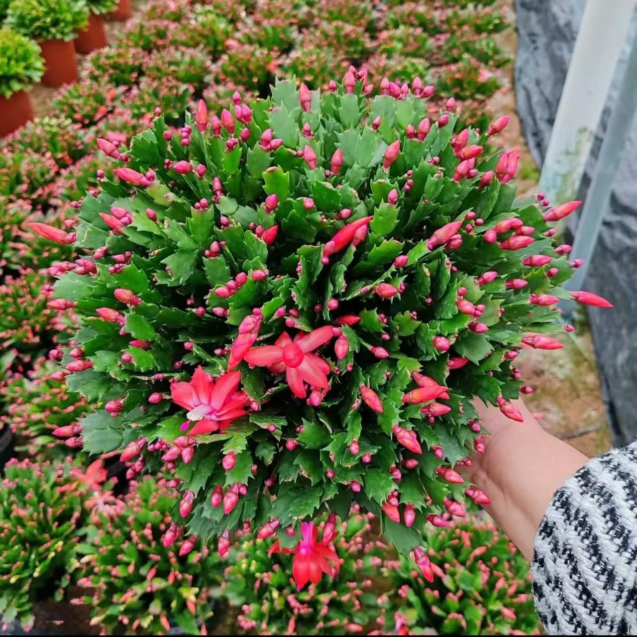 【带花苞】多色蟹爪兰盆