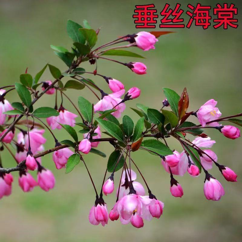 垂丝海棠盆栽植物室外好