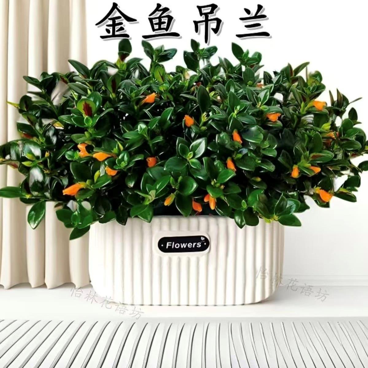 春季新品金鱼吊兰盆栽带