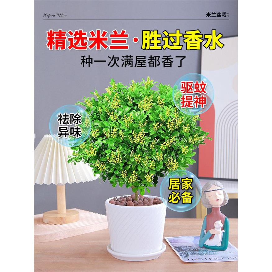 米兰花盆栽室内花卉多季图片