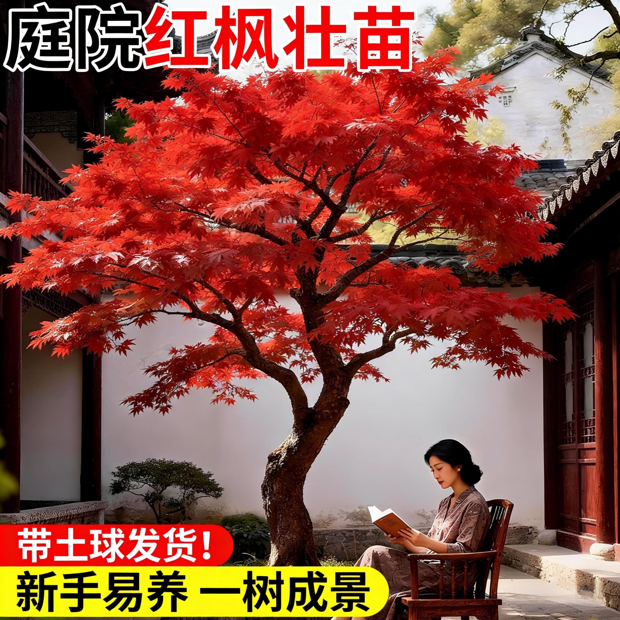 红枫树苗庭院大树四季红
