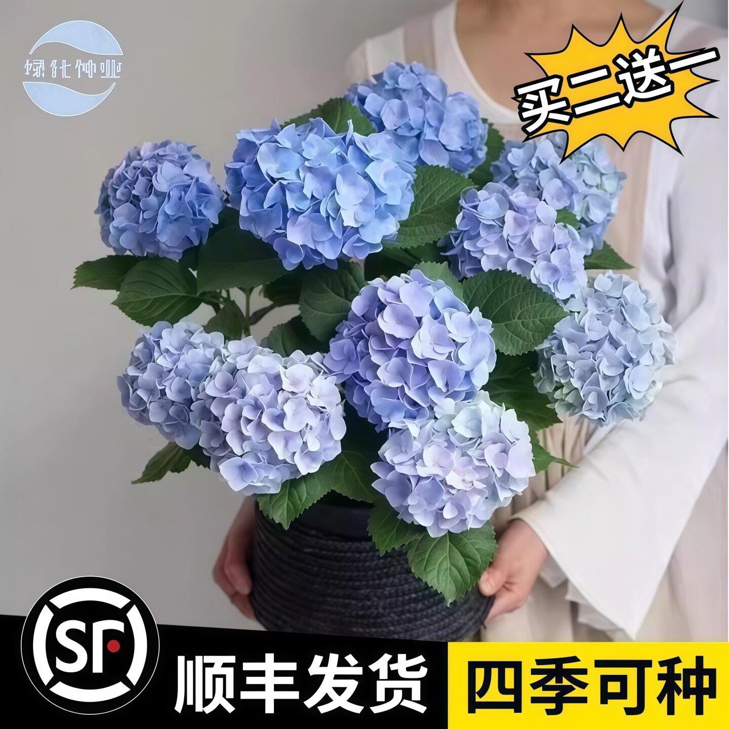 无尽夏绣球花苗多季开花