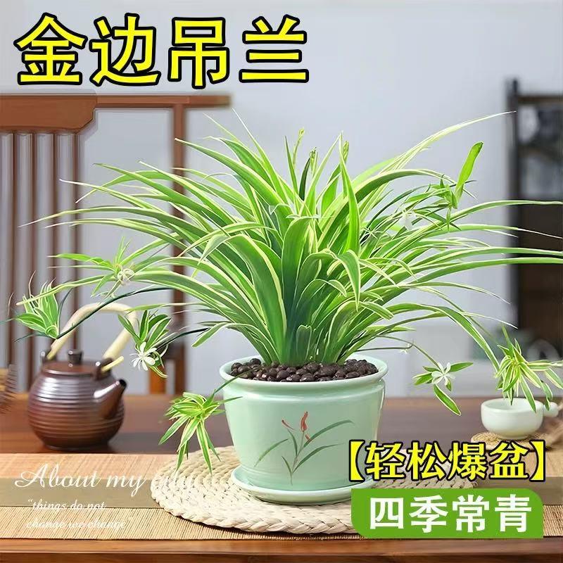 大盆金边吊兰盆栽花卉植