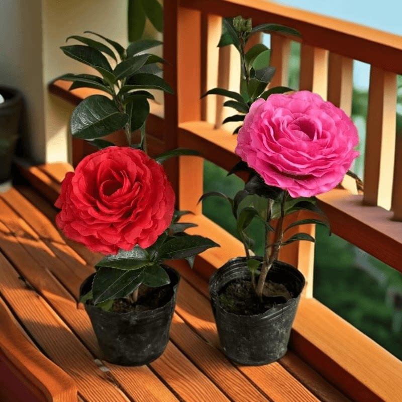 茶梅树苗花四季常绿秋冬