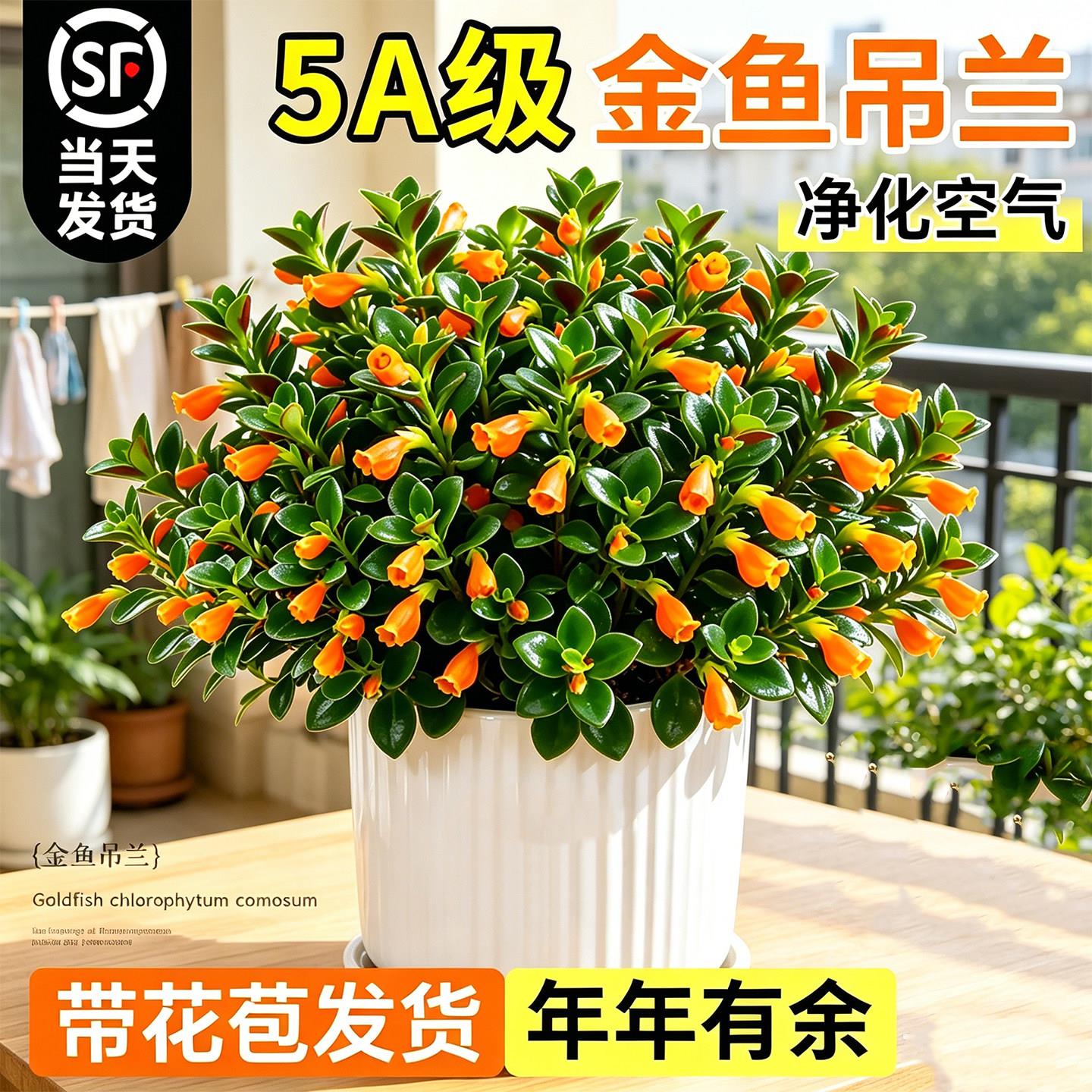新品金鱼吊兰盆栽带花苞