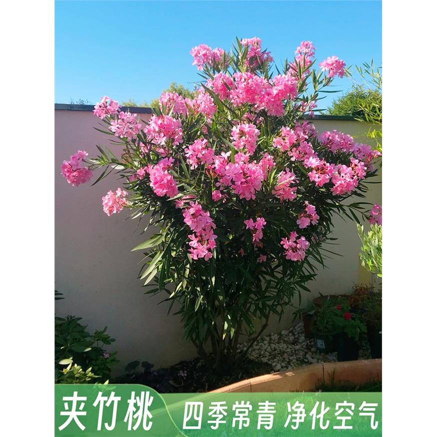 柳叶桃树庭院花卉夹竹桃