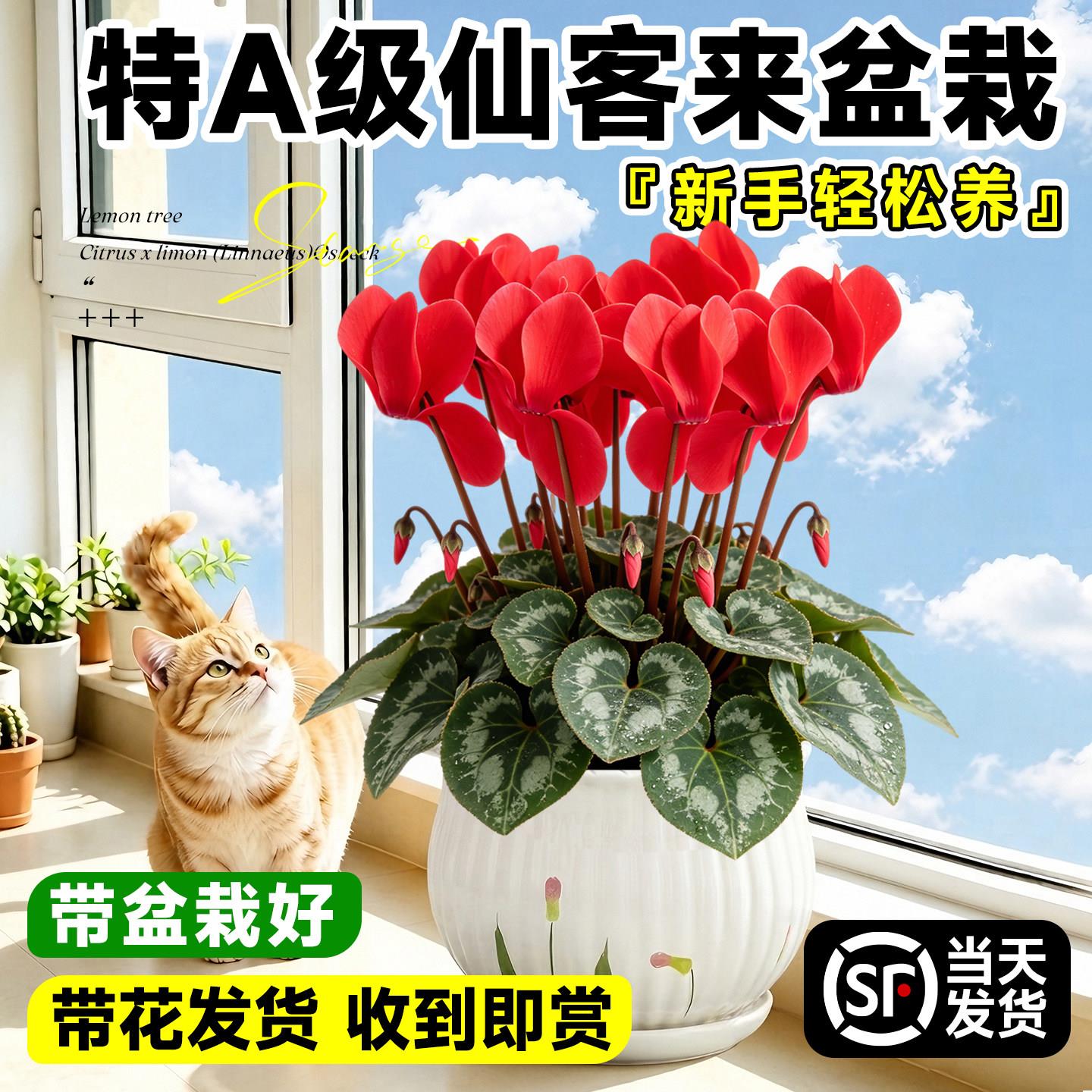 仙客来盆栽带花苞室内花