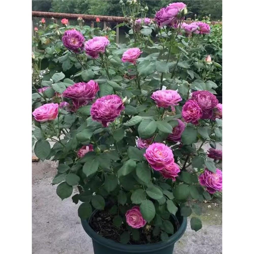 庭院阳台盆栽玫瑰哈德斯
