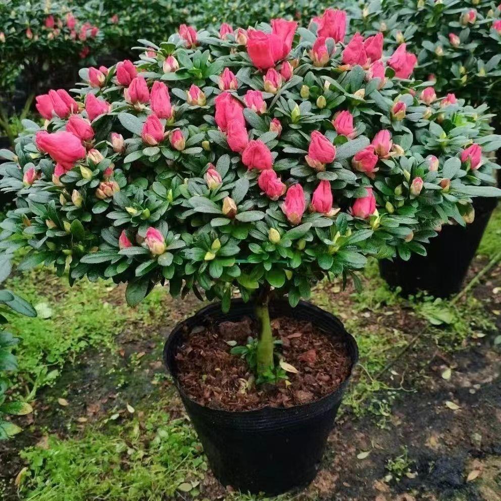 中国红杜鹃花老桩带花苞图片