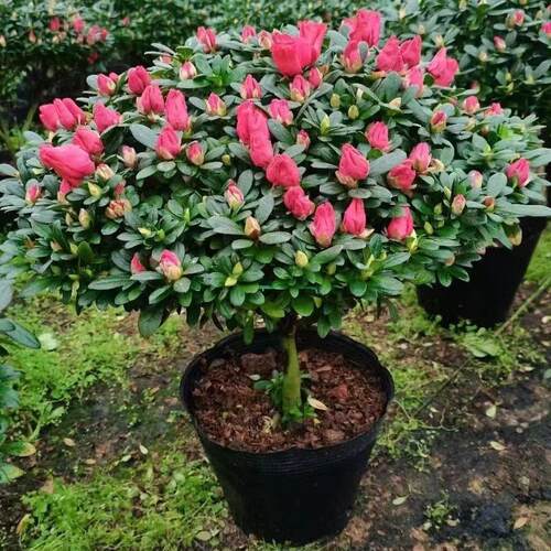 中国红杜鹃花老桩带花苞