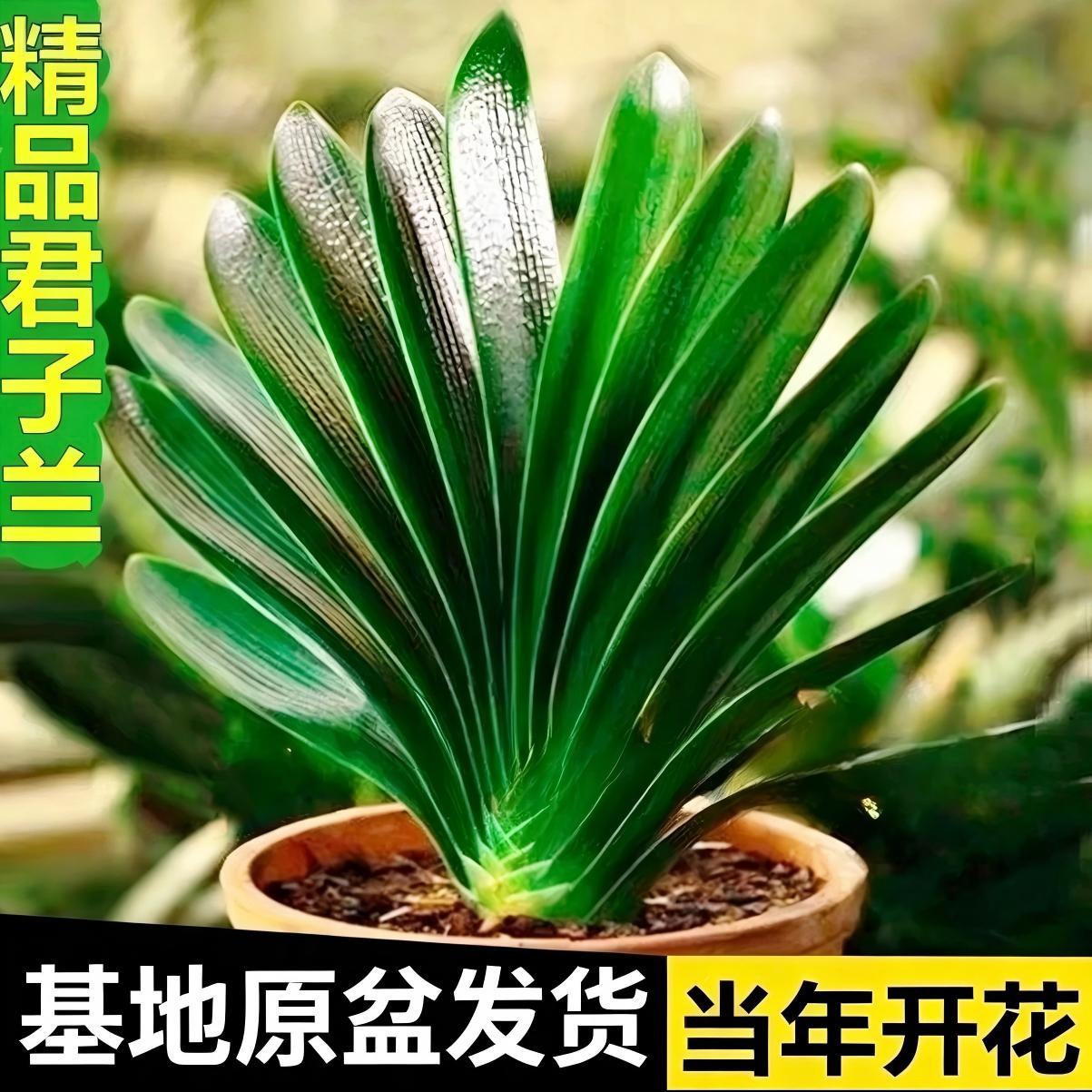 君子兰盆栽老苗带花苞四