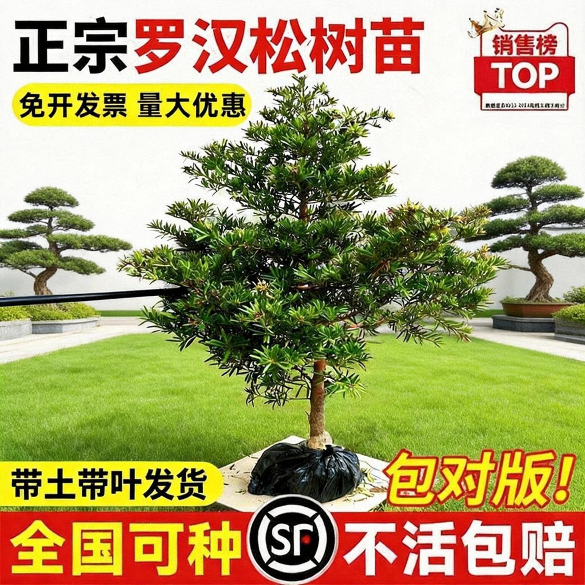 罗汉松树苗盆景大树雀舌