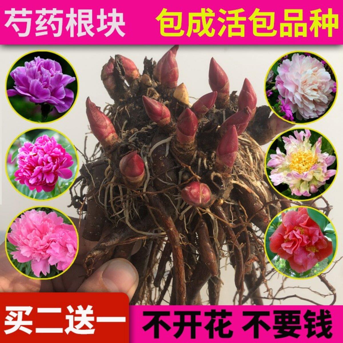 正宗牡丹苗花卉观赏芍药图片