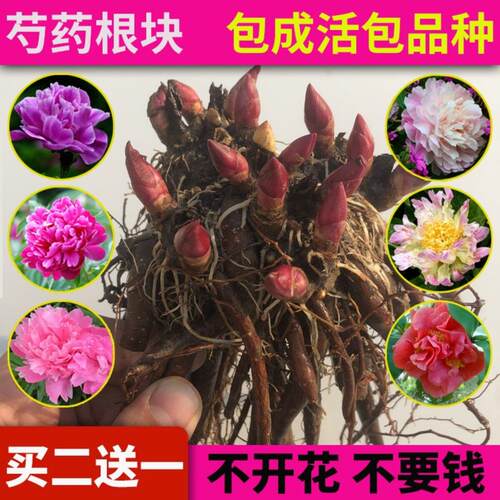 正宗牡丹苗花卉观赏芍药